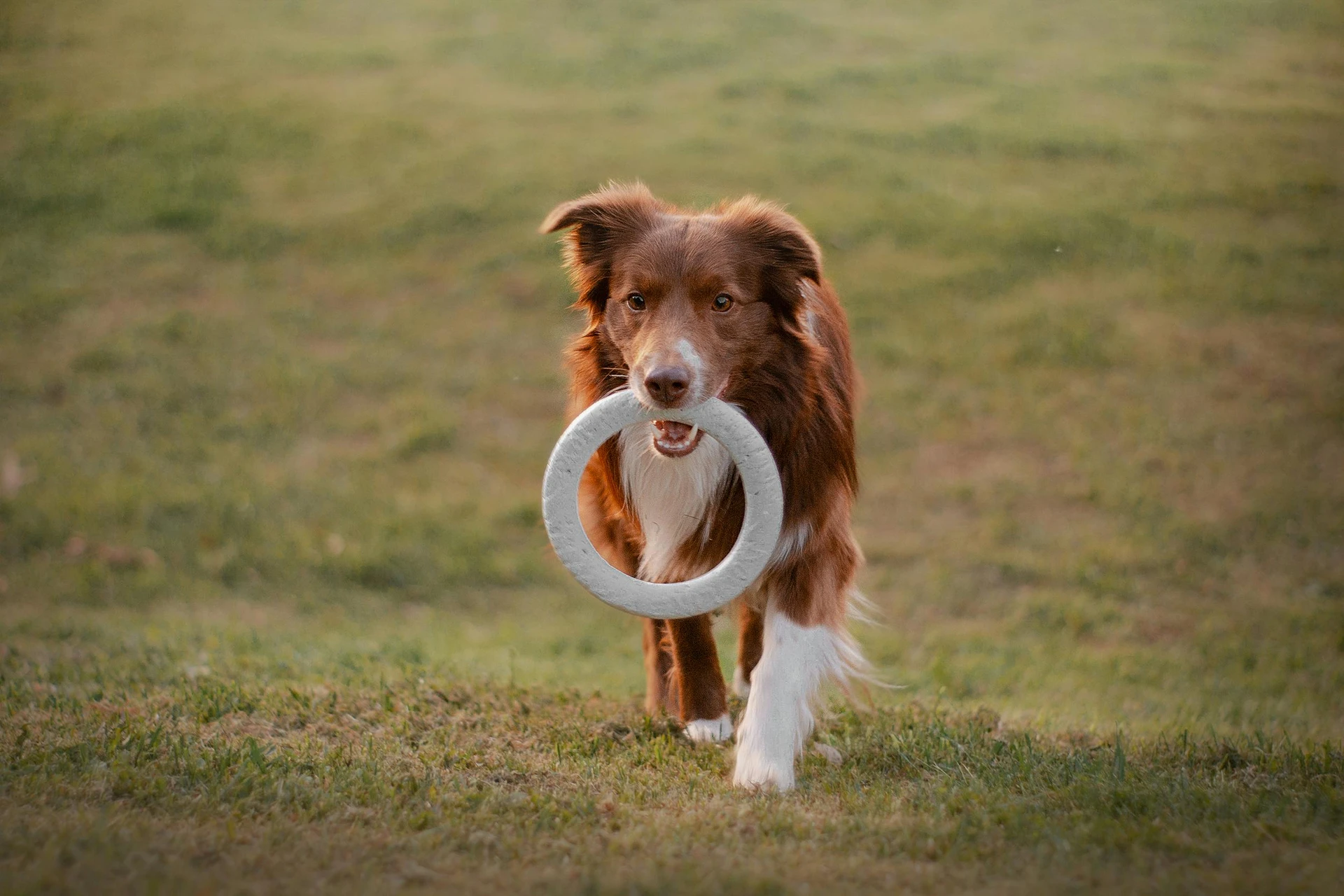 Hundepension & Hundeschule Asmann