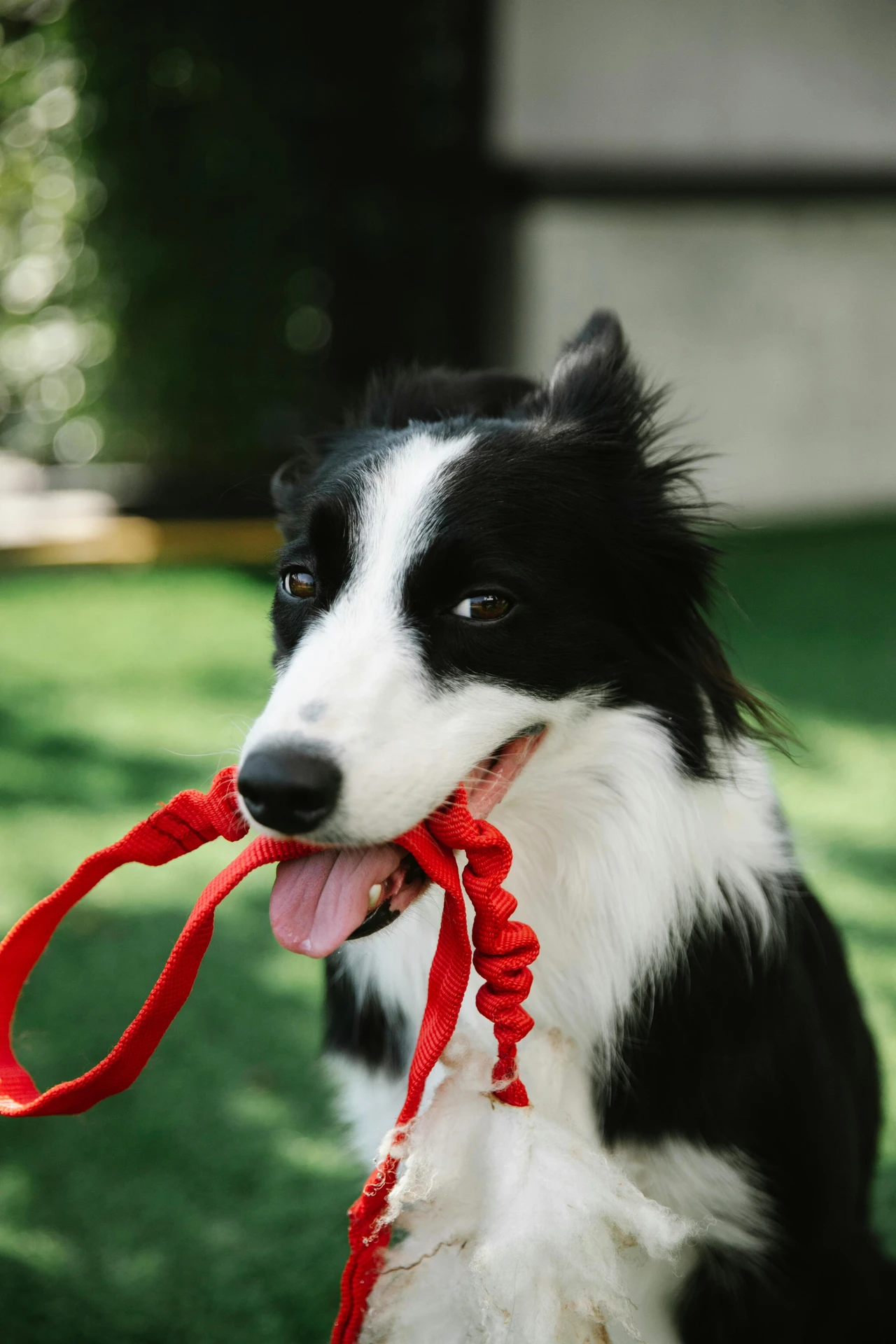 Hunde Zentrum Doggy’s Playground