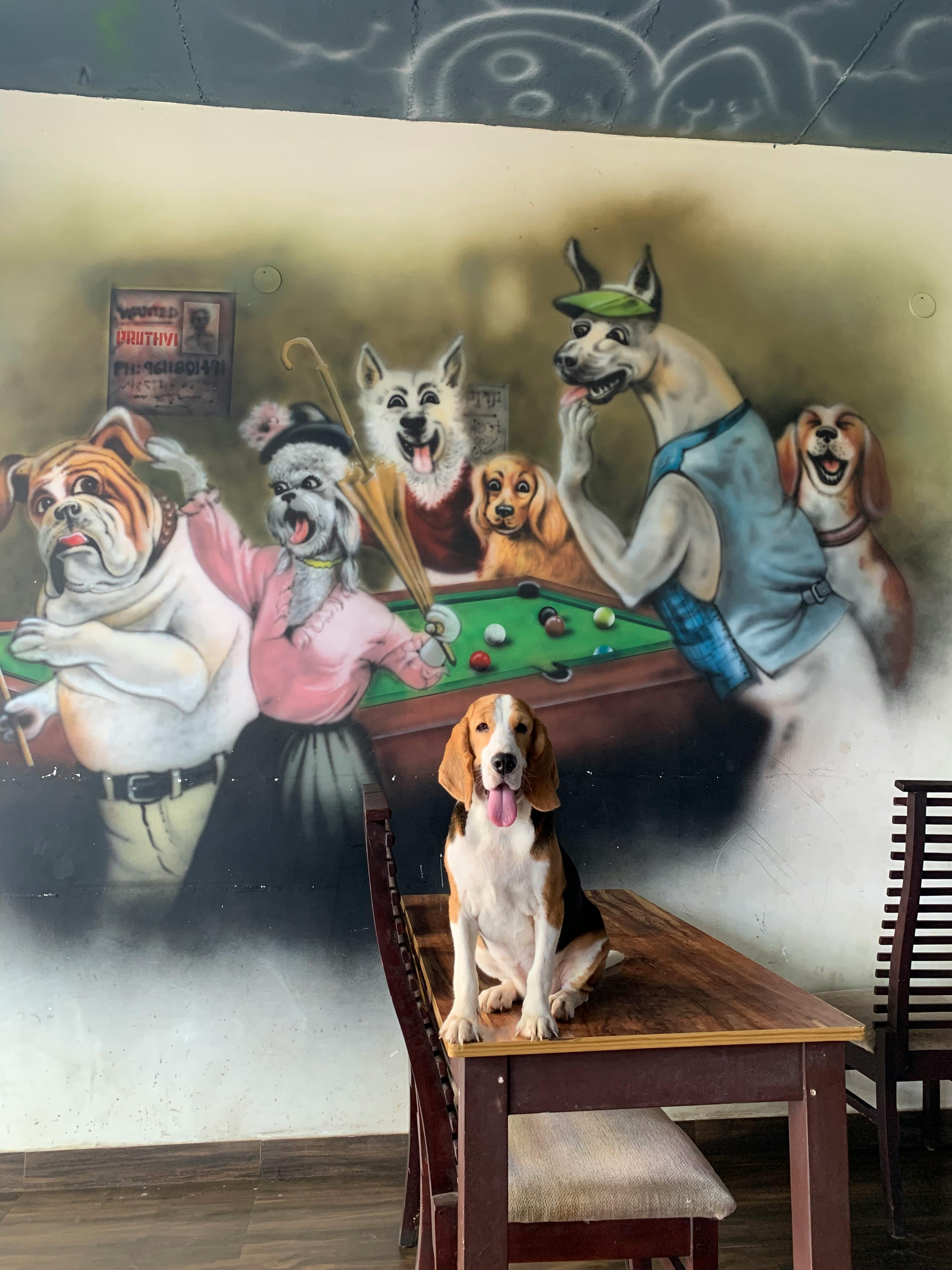 Kleintieroase Silvana Michalek l Hundepension Katzenpension Leipzig