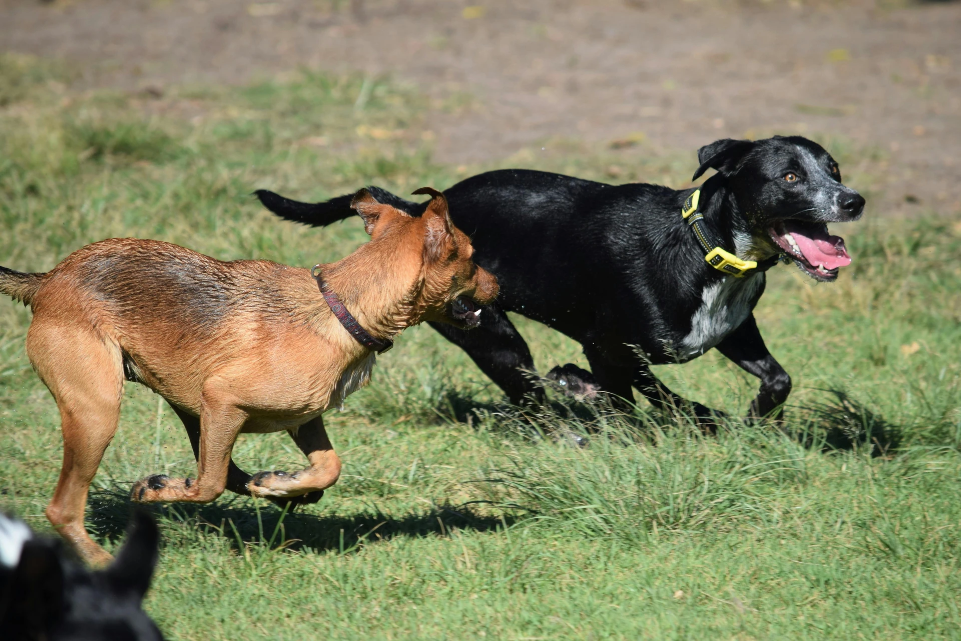 Tom for Dogs - Hundetraining I Betreuung I Aktivitäten