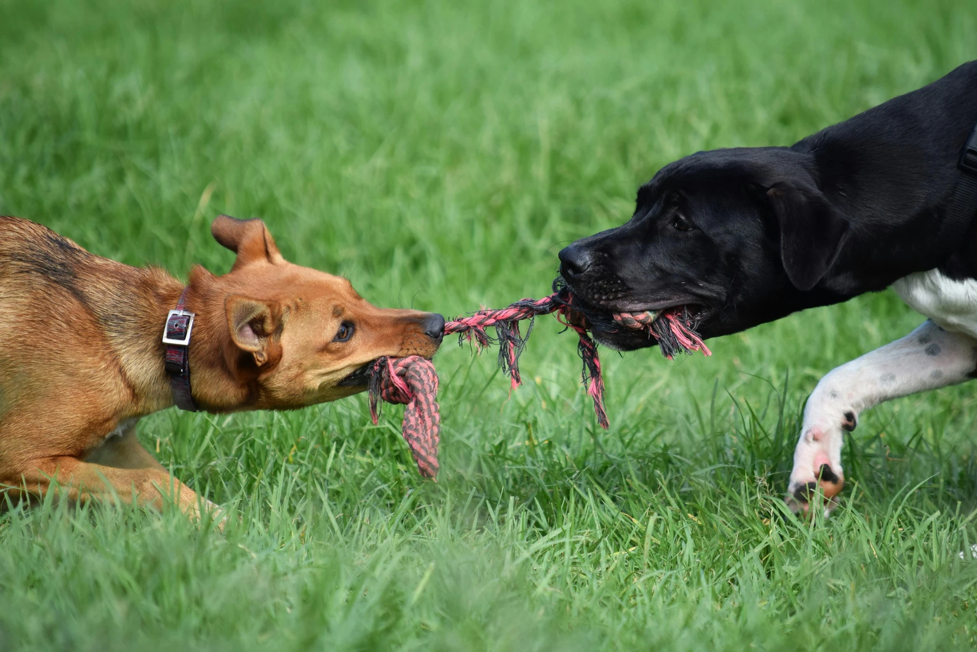 Hundepension Schlipf