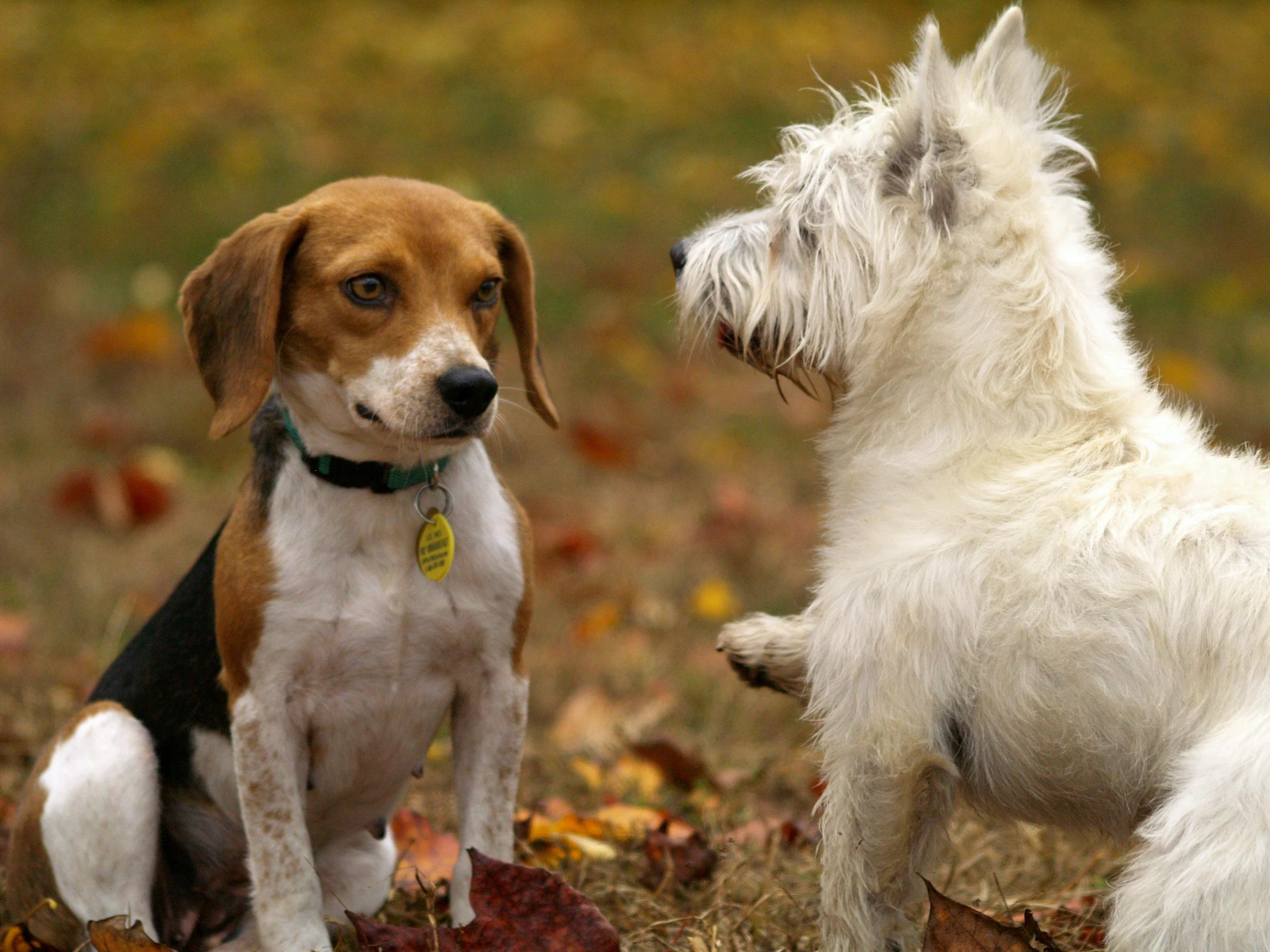 Hundepension lauritz
