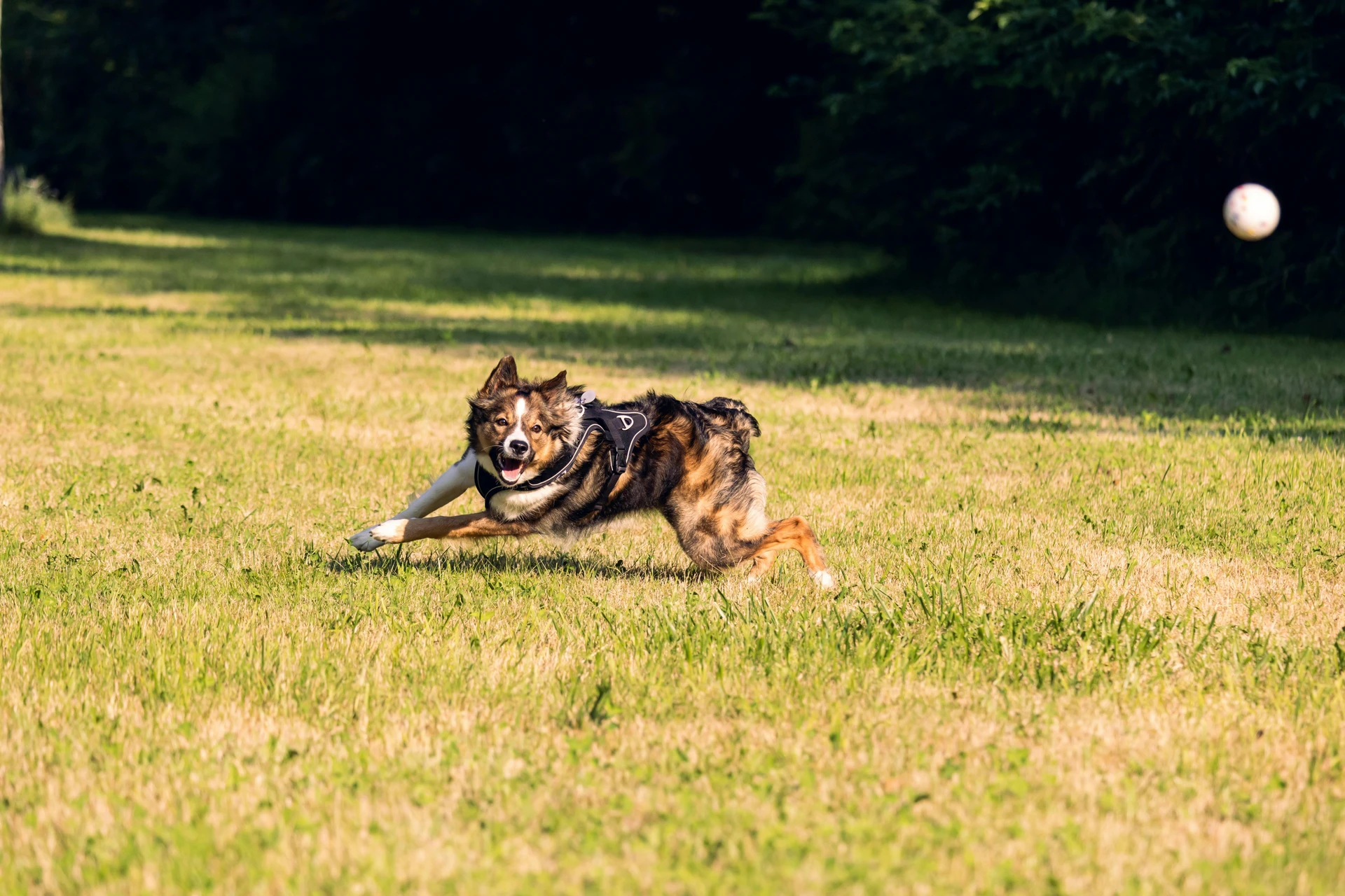 DogsReloaded Hundesitting, Berlin-Zehlendorf