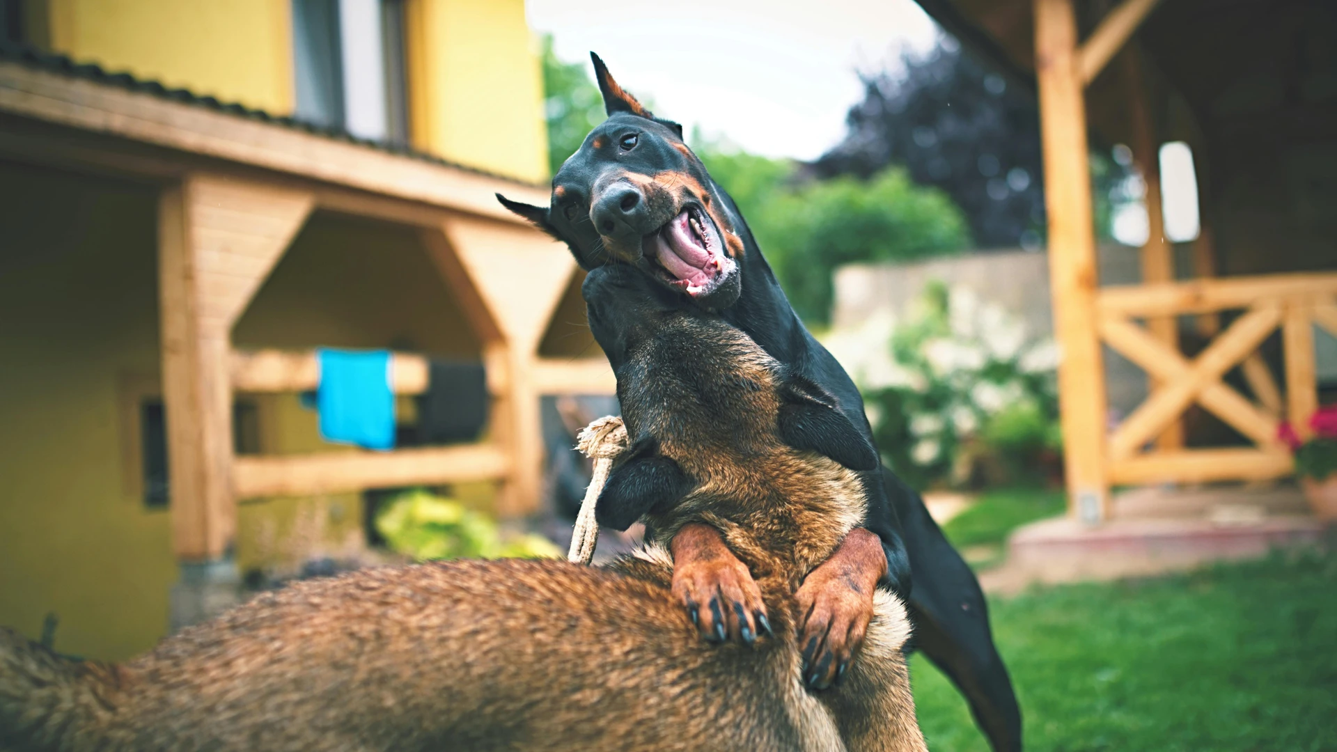 Hundeschule, Hundepension u. Katzenpension FIRST CLASS am Kiekutsee