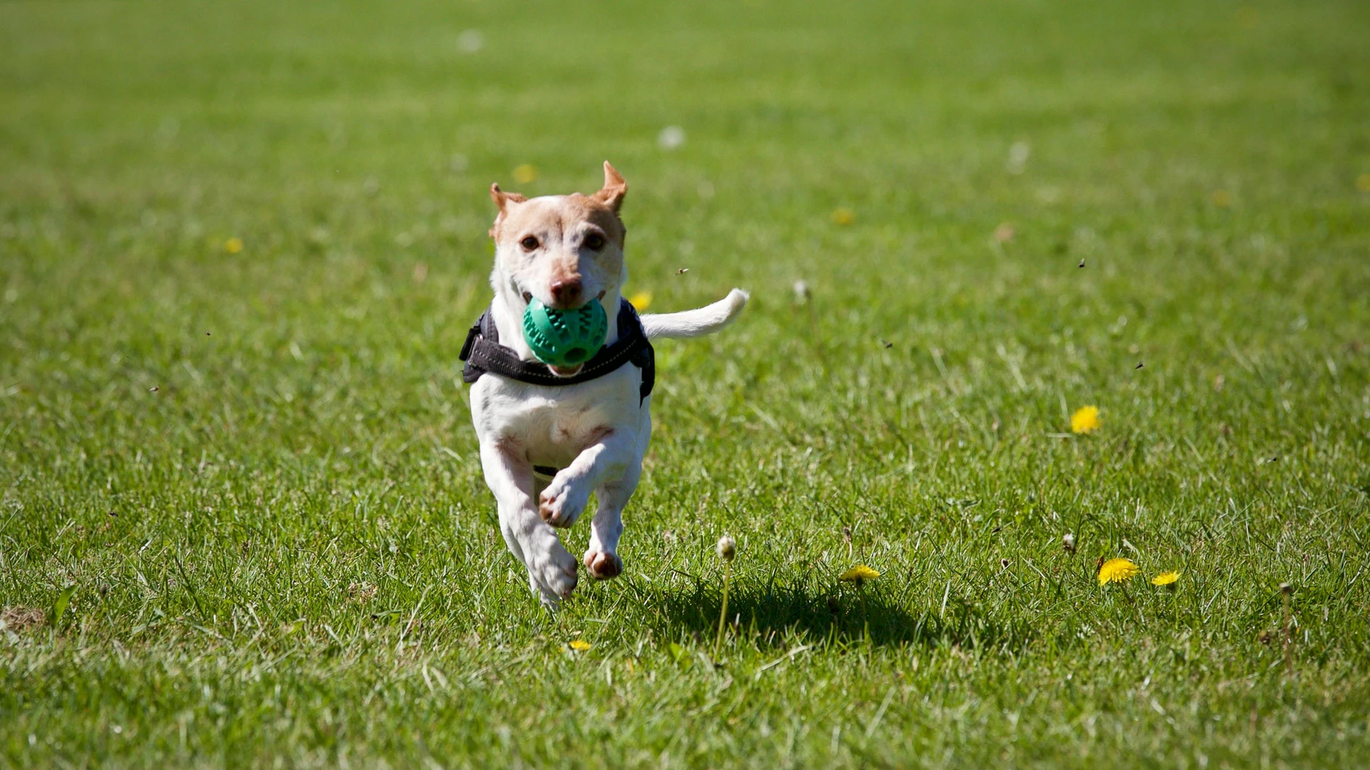 Hundepension Andrea Ehlert