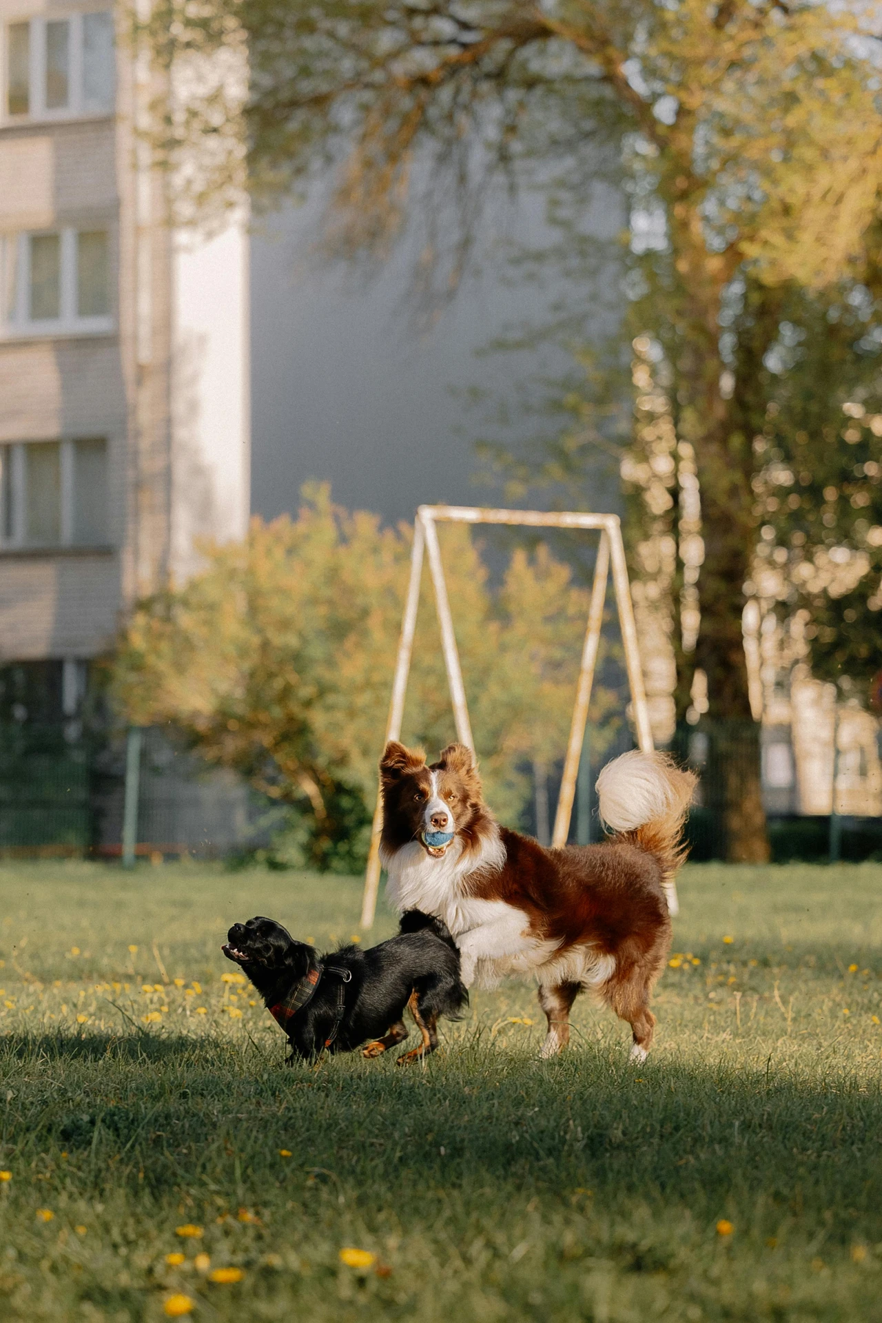 Hundehort Mannheim