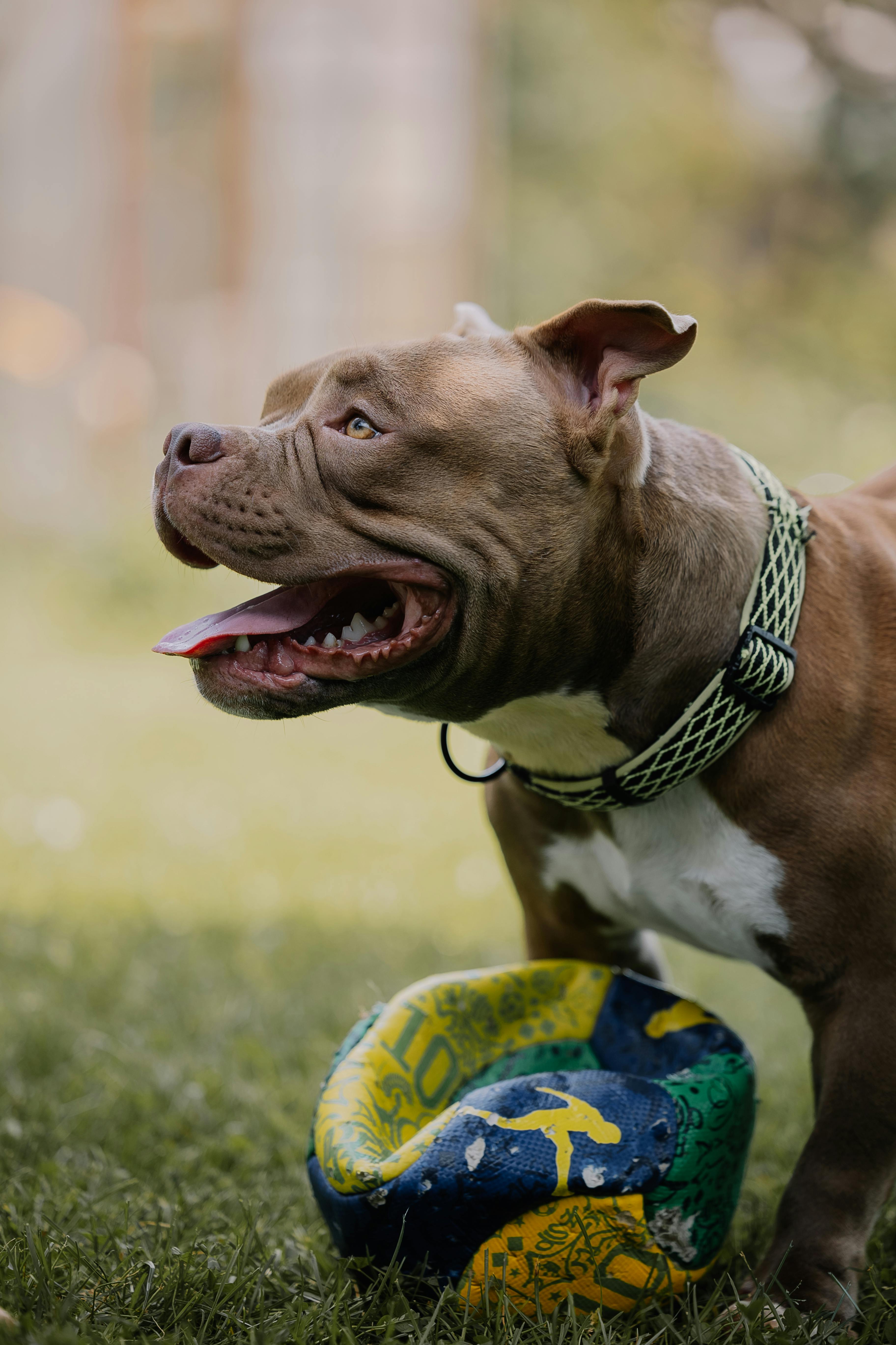 S. Welkener PRO DOG Hundepension und Hundeschule