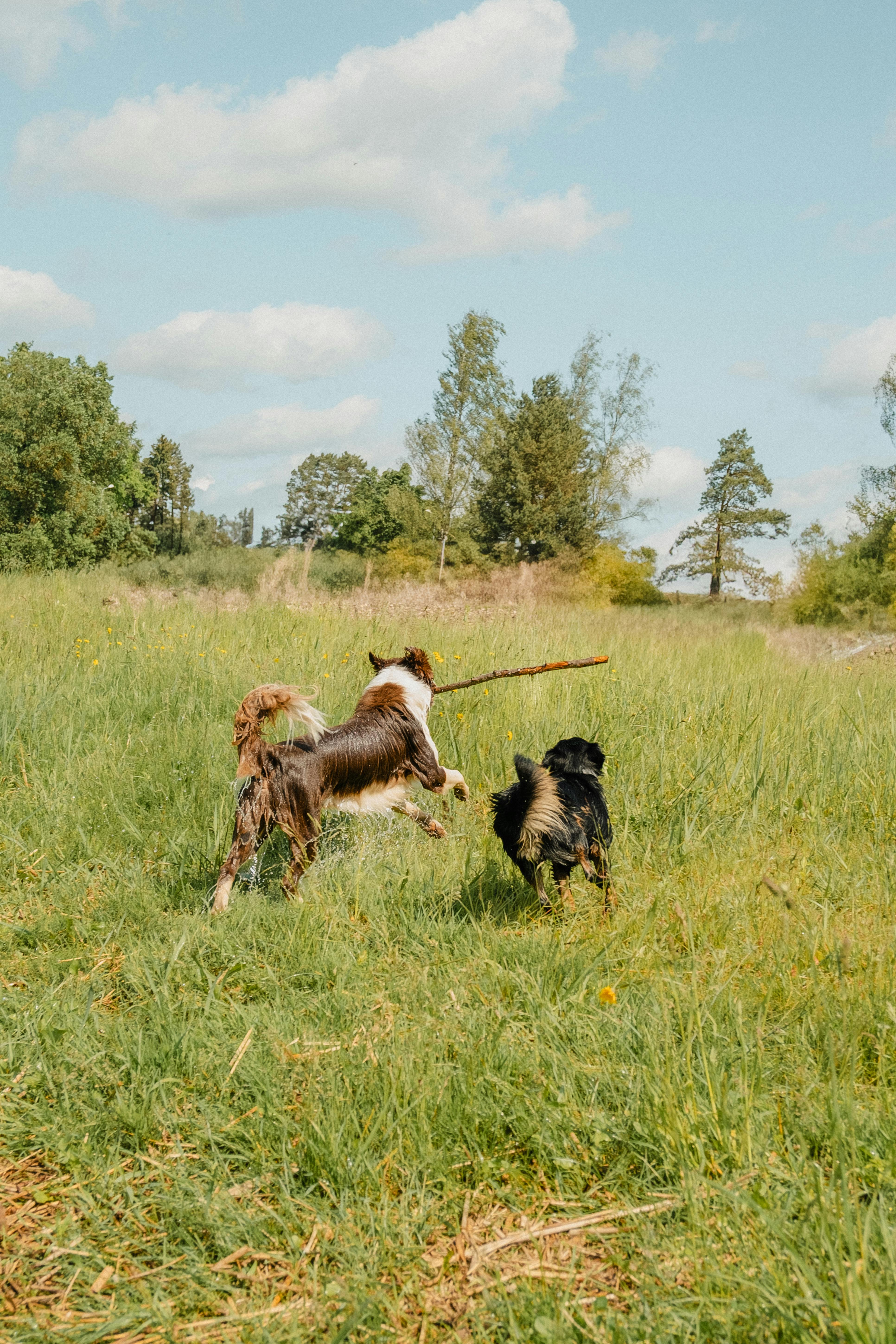 Dogs Place - Die Betreuung speziell für kleine Hunde