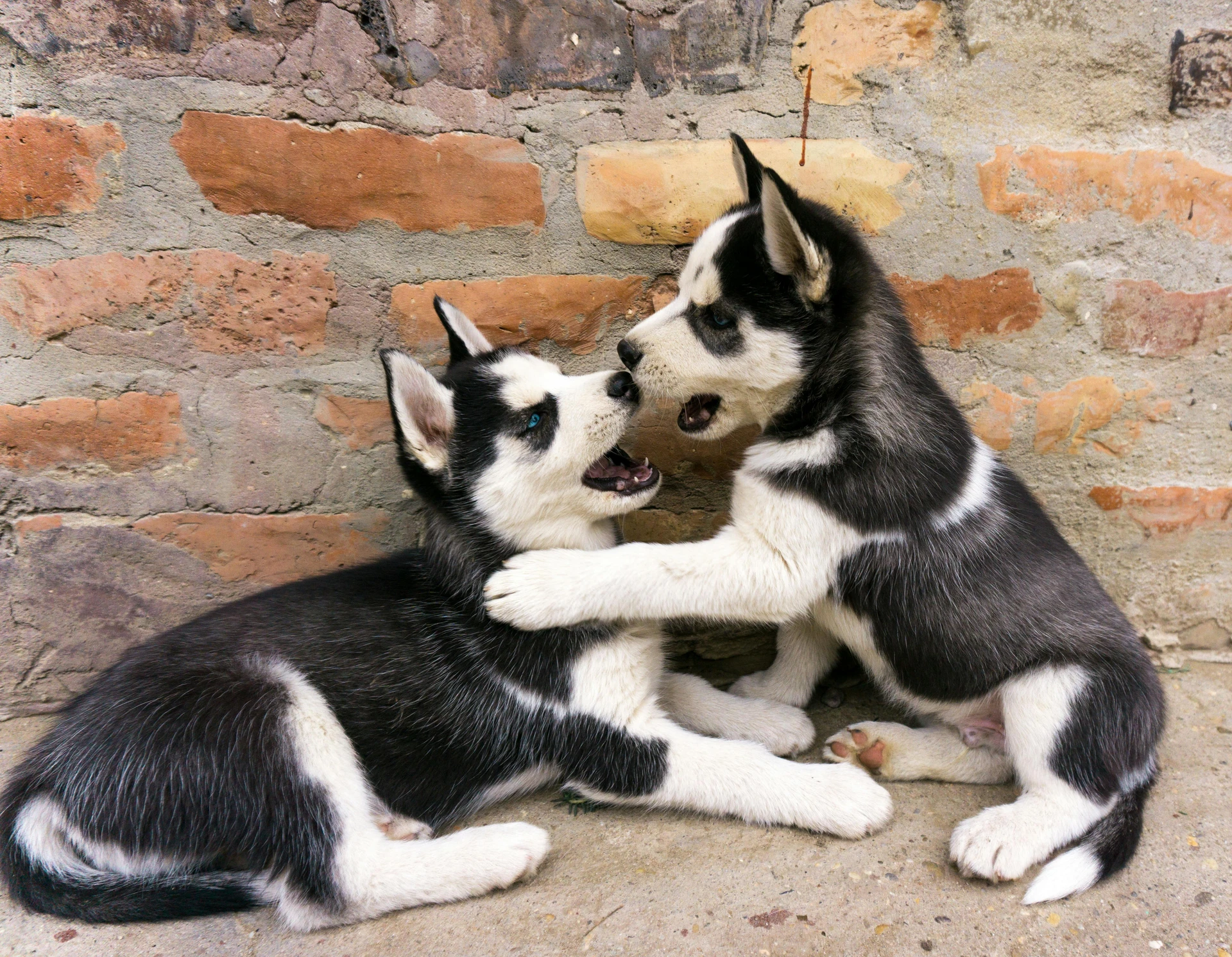 Hundebetreuung NasseSchnauze