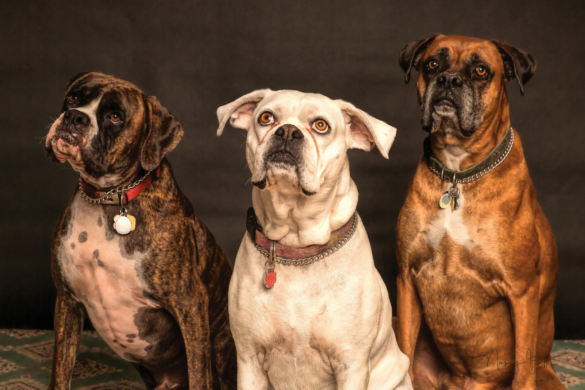 Hundepension Moorkampen
