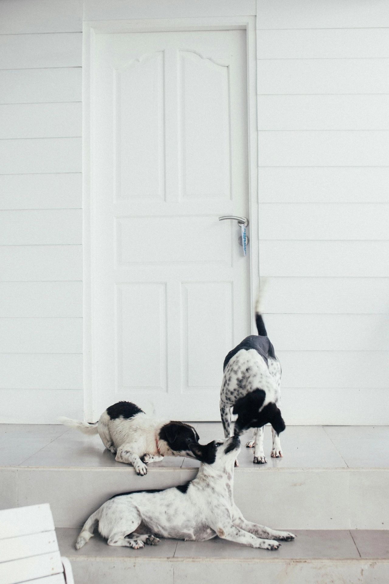 Hundepension Liane Kramer