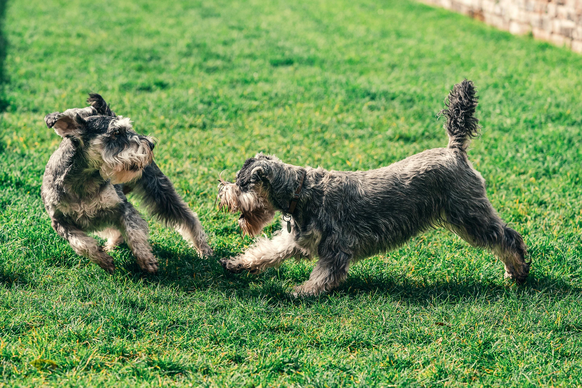 Hunde- und Katzenhotel Rathjen
