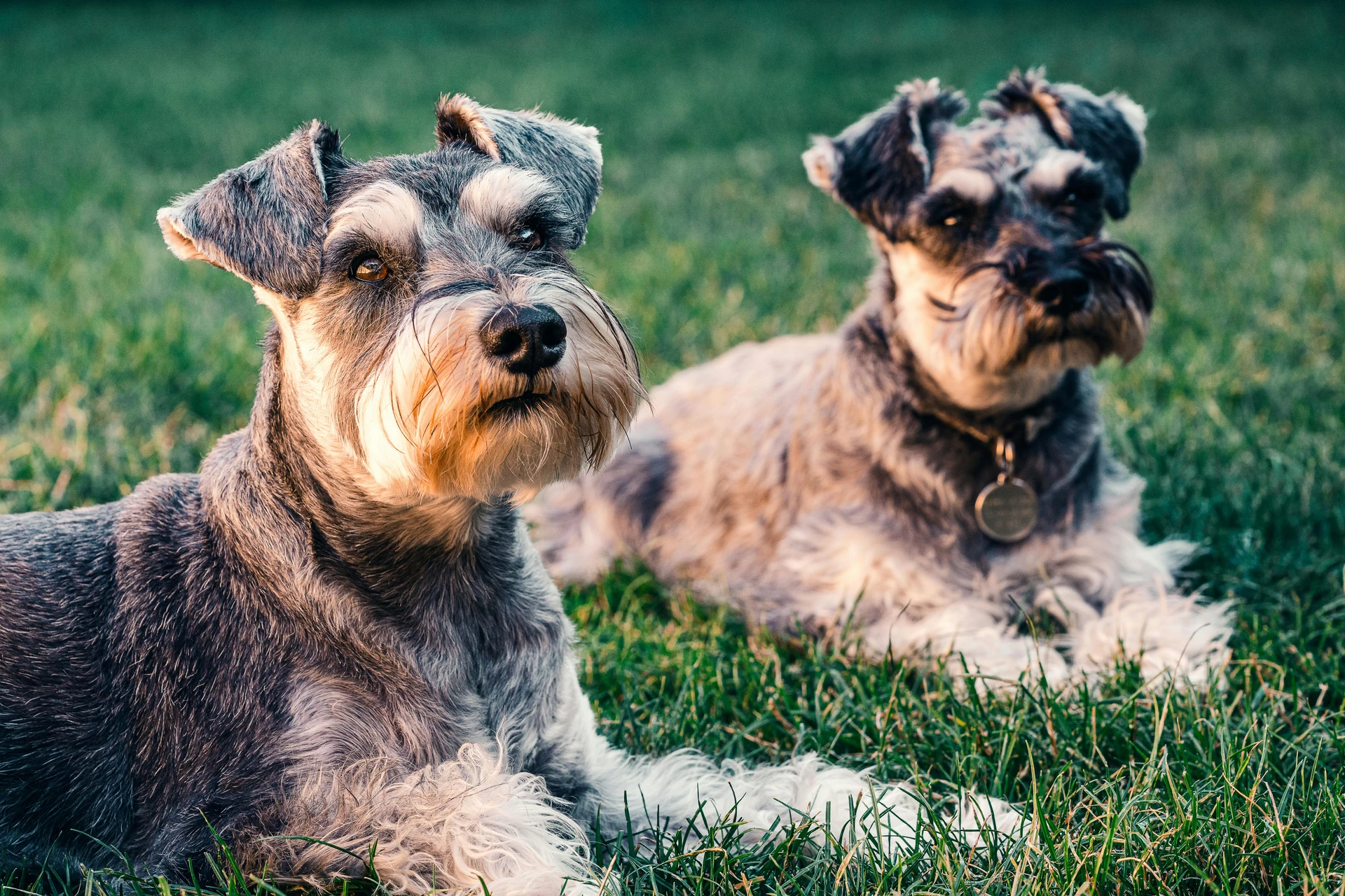 Hundepension Anett
