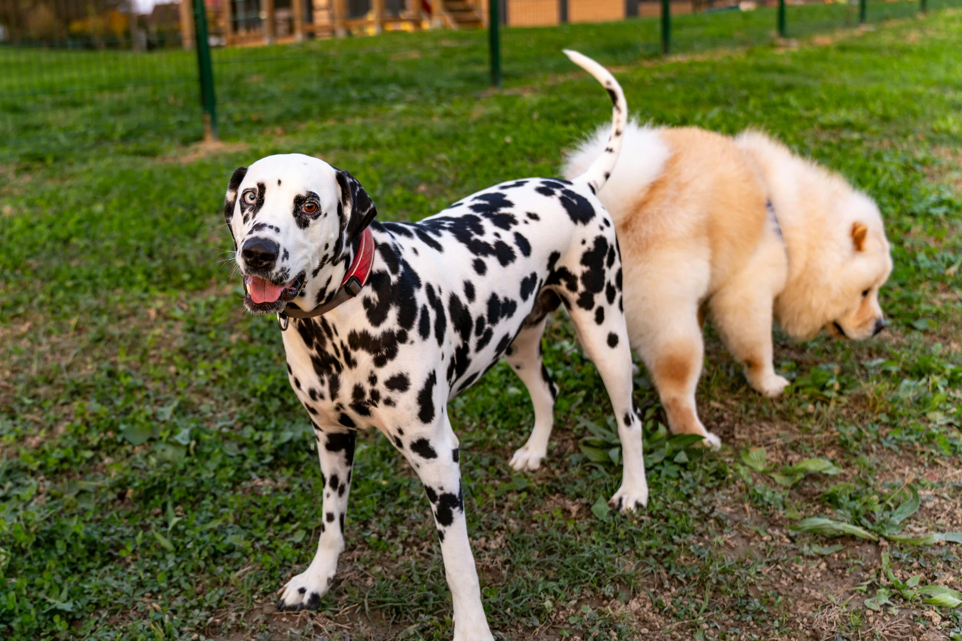 Hundepension Lolita
